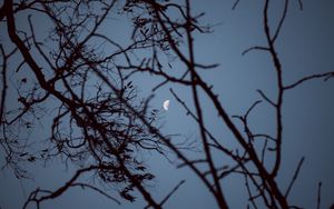 Preview wallpaper moon, branches, sunset, tree, sky