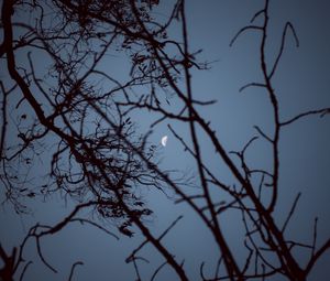 Preview wallpaper moon, branches, sunset, tree, sky