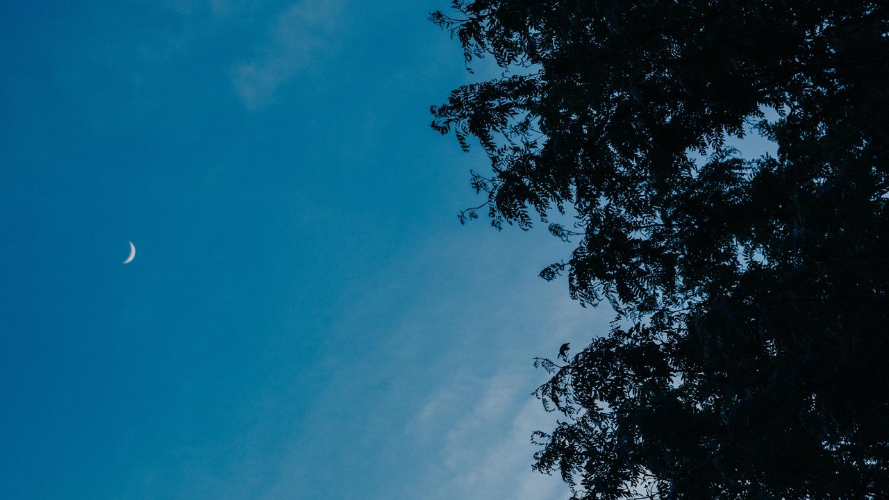 Wallpaper moon, branches, tree, sky