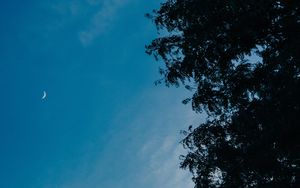 Preview wallpaper moon, branches, tree, sky