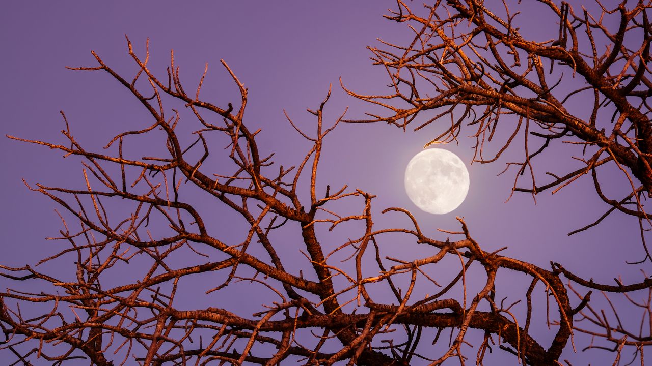 Wallpaper moon, branches, tree, evening, sky