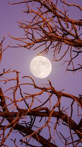 Preview wallpaper moon, branches, tree, evening, sky