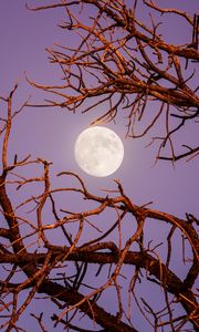 Preview wallpaper moon, branches, tree, evening, sky