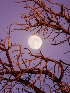 Preview wallpaper moon, branches, tree, evening, sky