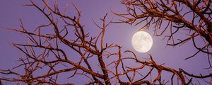 Preview wallpaper moon, branches, tree, evening, sky