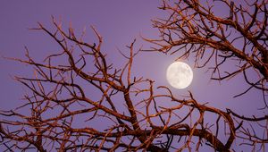 Preview wallpaper moon, branches, tree, evening, sky