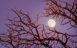 Preview wallpaper moon, branches, tree, evening, sky