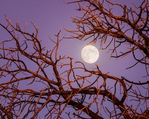 Preview wallpaper moon, branches, tree, evening, sky