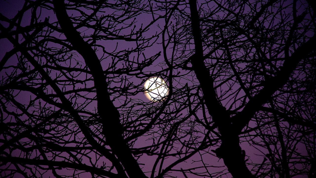 Wallpaper moon, branches, tree, silhouette, night