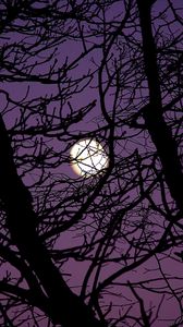 Preview wallpaper moon, branches, tree, silhouette, night