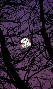 Preview wallpaper moon, branches, tree, silhouette, night