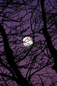 Preview wallpaper moon, branches, tree, silhouette, night