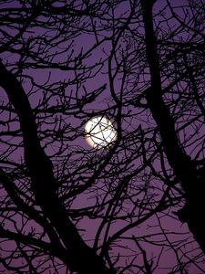 Preview wallpaper moon, branches, tree, silhouette, night