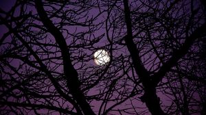 Preview wallpaper moon, branches, tree, silhouette, night