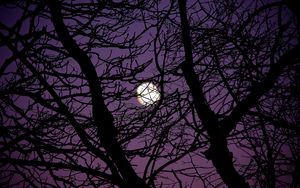 Preview wallpaper moon, branches, tree, silhouette, night