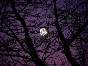 Preview wallpaper moon, branches, tree, silhouette, night