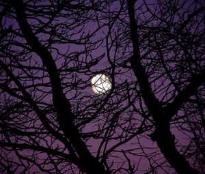 Preview wallpaper moon, branches, tree, silhouette, night
