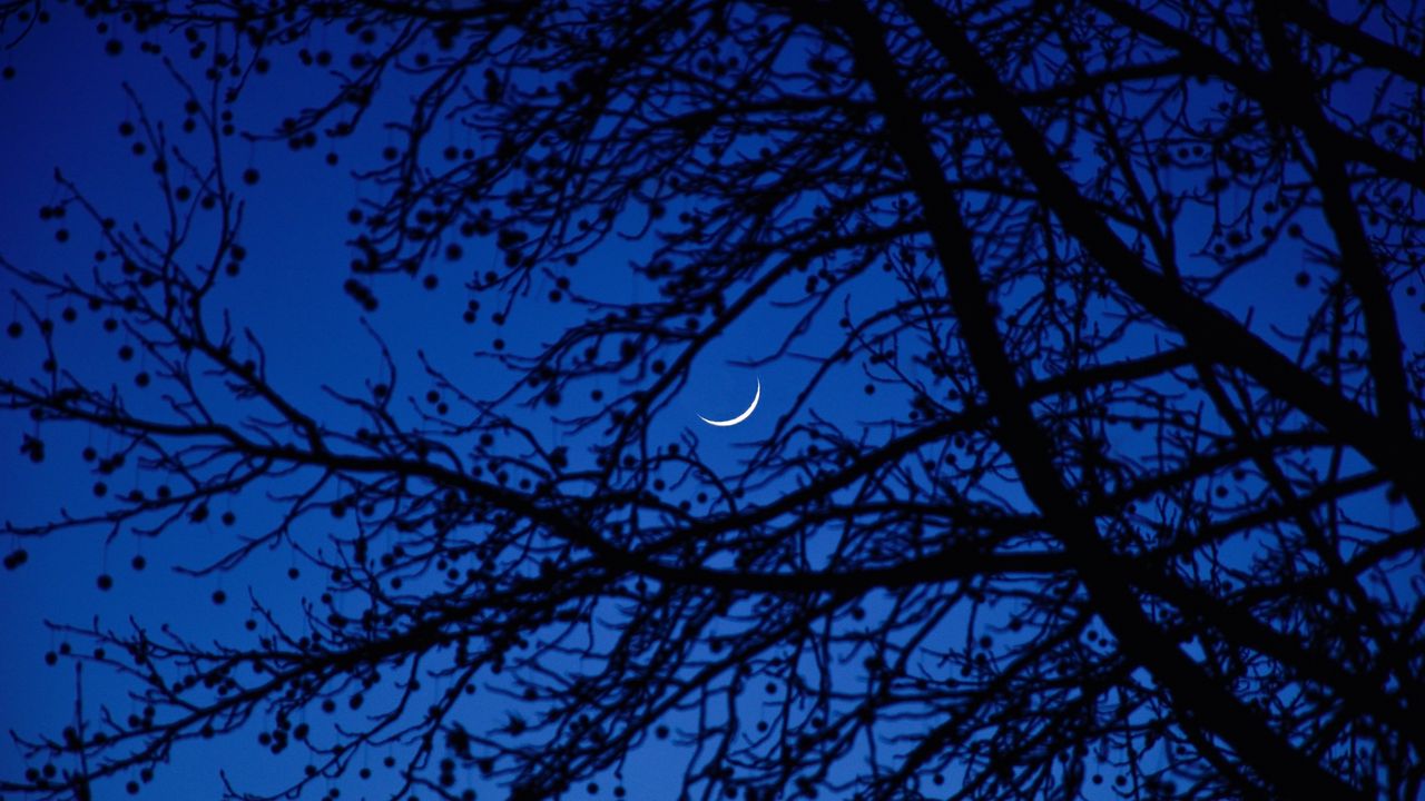 Wallpaper moon, branches, tree, night, dark