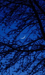 Preview wallpaper moon, branches, tree, night, dark
