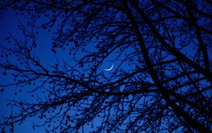 Preview wallpaper moon, branches, tree, night, dark