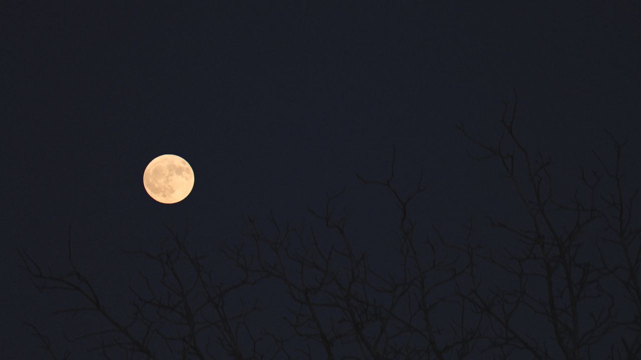 Wallpaper moon, branches, trees, dark, night
