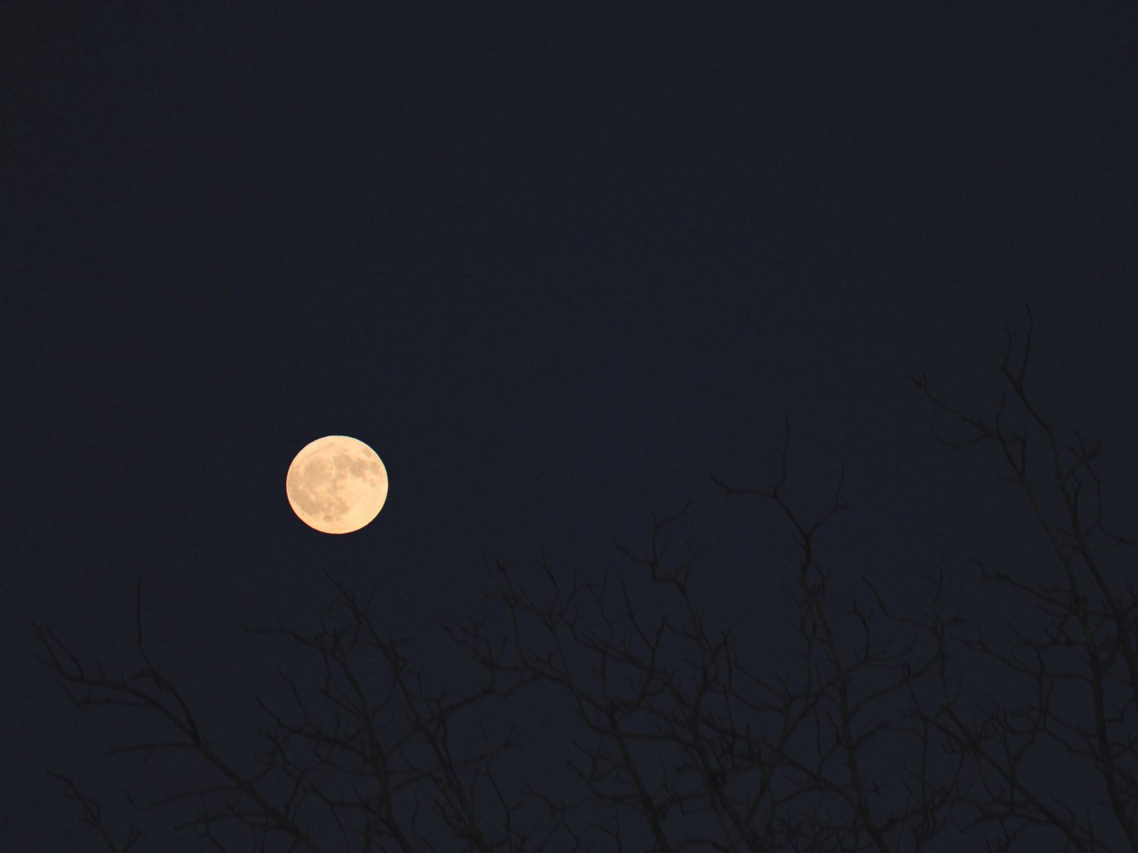 1600x1200 Wallpaper moon, branches, trees, dark, night