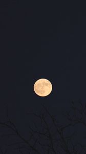 Preview wallpaper moon, branches, trees, dark, night