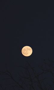Preview wallpaper moon, branches, trees, dark, night