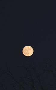 Preview wallpaper moon, branches, trees, dark, night