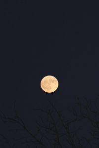 Preview wallpaper moon, branches, trees, dark, night