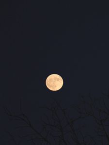 Preview wallpaper moon, branches, trees, dark, night