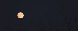 Preview wallpaper moon, branches, trees, dark, night