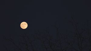 Preview wallpaper moon, branches, trees, dark, night