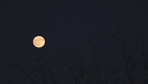 Preview wallpaper moon, branches, trees, dark, night