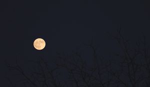 Preview wallpaper moon, branches, trees, dark, night