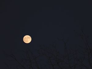 Preview wallpaper moon, branches, trees, dark, night