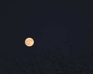 Preview wallpaper moon, branches, trees, dark, night