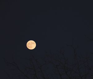 Preview wallpaper moon, branches, trees, dark, night