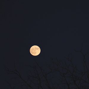 Preview wallpaper moon, branches, trees, dark, night