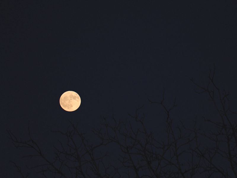 800x600 Wallpaper moon, branches, trees, dark, night