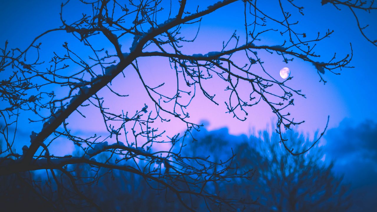 Wallpaper moon, branches, trees, twilight, purple, dark