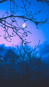 Preview wallpaper moon, branches, trees, twilight, purple, dark
