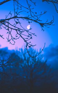 Preview wallpaper moon, branches, trees, twilight, purple, dark