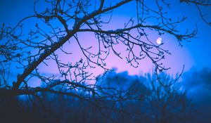 Preview wallpaper moon, branches, trees, twilight, purple, dark