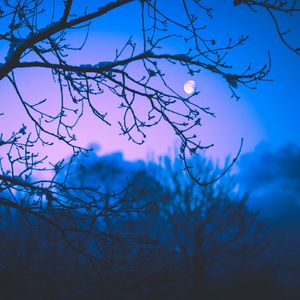 Preview wallpaper moon, branches, trees, twilight, purple, dark