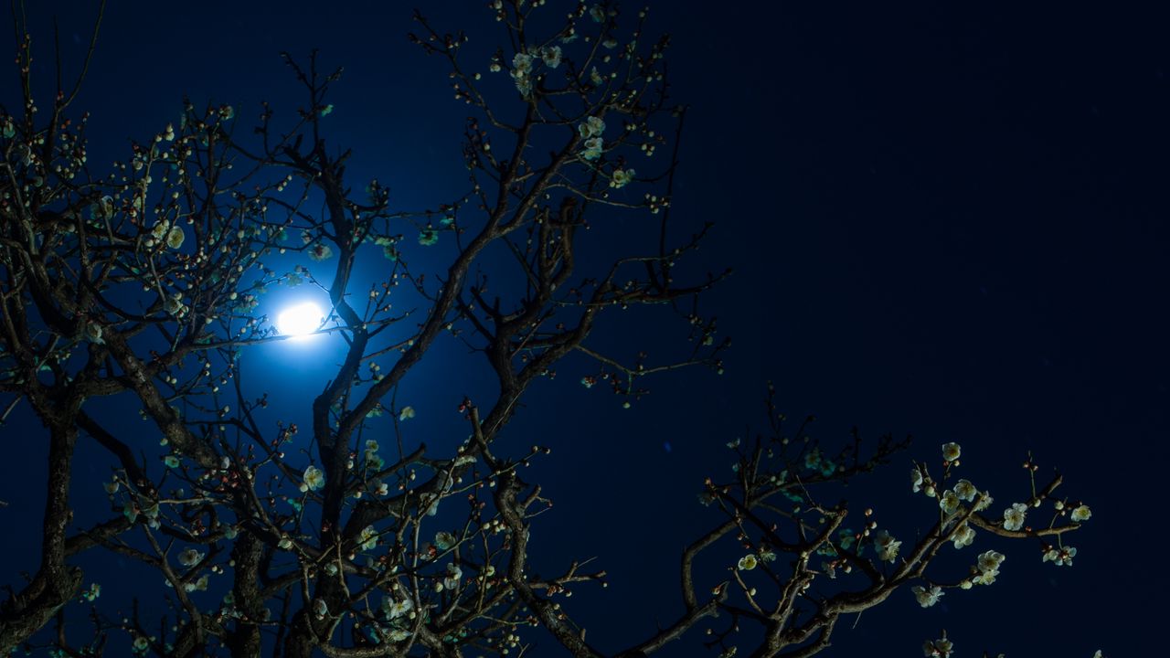 Wallpaper moon, cherry, flowers, tree, night, dark