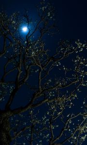 Preview wallpaper moon, cherry, flowers, tree, night, dark