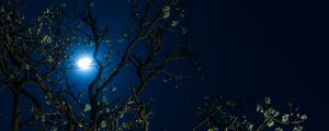 Preview wallpaper moon, cherry, flowers, tree, night, dark