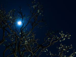 Preview wallpaper moon, cherry, flowers, tree, night, dark