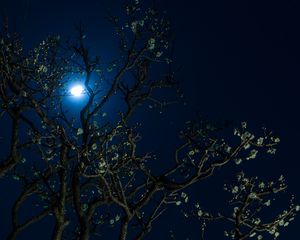 Preview wallpaper moon, cherry, flowers, tree, night, dark